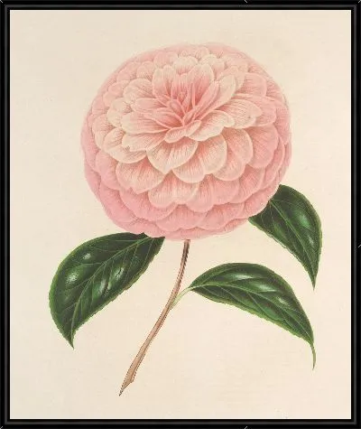 Картина Камелия Джардино Шмитц (1854–1896)