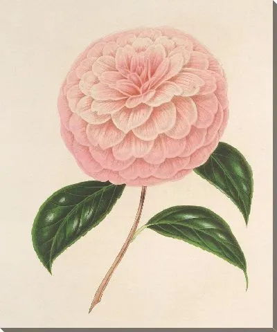 Картина Камелия Джардино Шмитц (1854–1896)