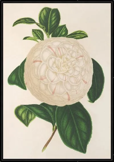 Картина Камелия Джузеппе Биази (1854-1896)