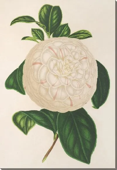 Картина Камелия Джузеппе Биази (1854-1896)