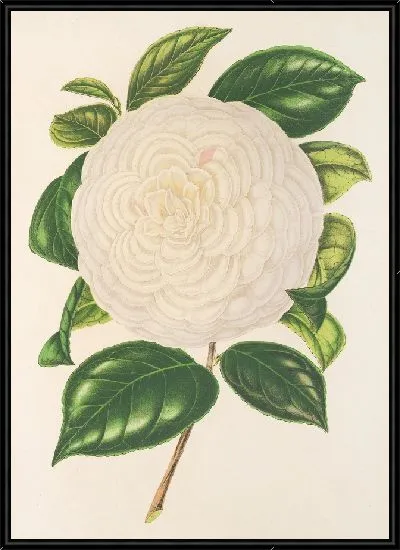 Картина Камелия Дионисия Понятовская (1854-1896)