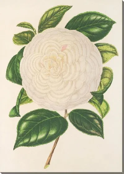 Картина Камелия Дионисия Понятовская (1854-1896)