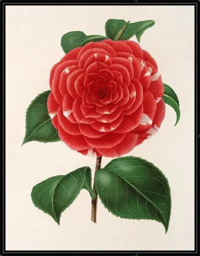 Картина Камелия Дон Карлос Фердинандо (1854–1896)