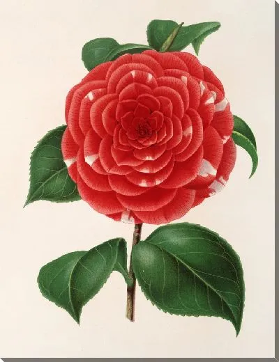 Картина Камелия Дон Карлос Фердинандо (1854–1896)