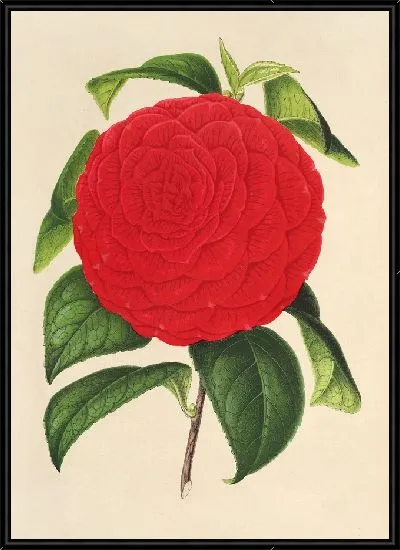Картина Камелия Единая Италия (1854-1896)