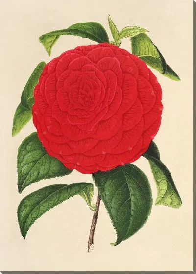 Картина Камелия Единая Италия (1854-1896)