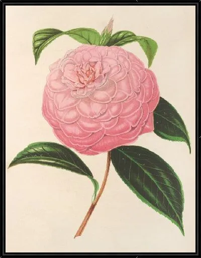 Картина Камелия Изабелла Орсини (Франкетти) (1854–1896)
