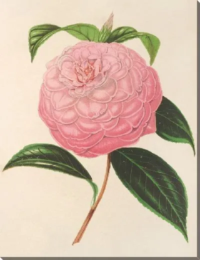 Картина Камелия Изабелла Орсини (Франкетти) (1854–1896)