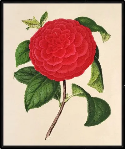Картина Камелия Иль Джогелло (1854-1896)
