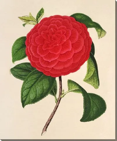 Картина Камелия Иль Джогелло (1854-1896)