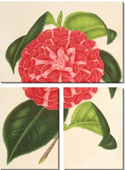 Картина Камелия Кариотта Пелозо (гибрид) (1854-1896)