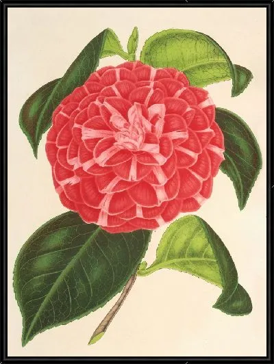 Картина Камелия Кариотта Пелозо (гибрид) (1854-1896)