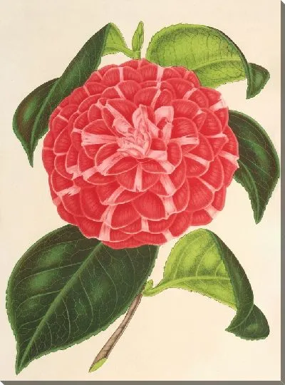 Картина Камелия Кариотта Пелозо (гибрид) (1854-1896)