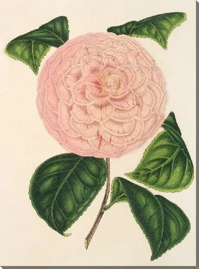 Картина Камелия Катерина Росси (1854–1896)