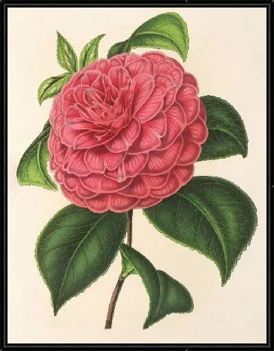 Картина Камелия Клодия (1854-1896)
