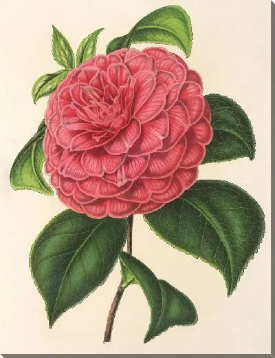 Картина Камелия Клодия (1854-1896)