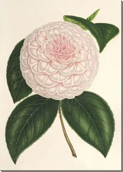 Картина Камелия Константин Третьяков (гибр.) (1854-1896)