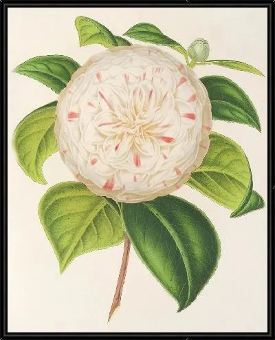 Картина Камелия Кора Л. Бартон (1854–1896)