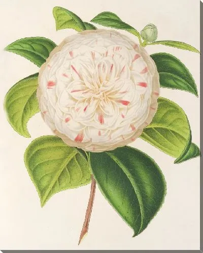 Картина Камелия Кора Л. Бартон (1854–1896)