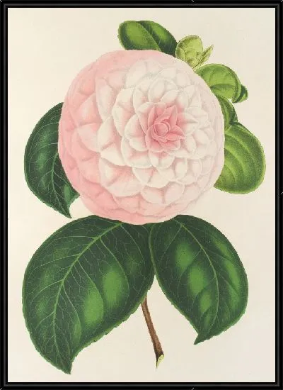 Картина Камелия Королева красавица (1854-1896)
