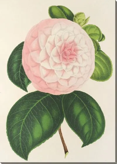 Картина Камелия Королева красавица (1854-1896)