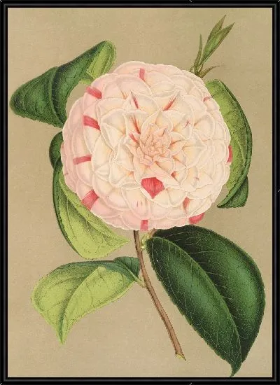 Картина Камелия Луиза Бартолони (1854–1896)