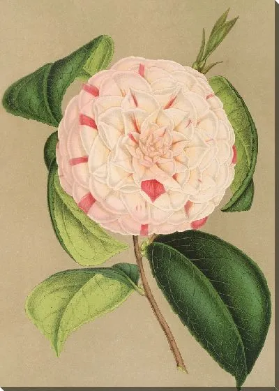 Картина Камелия Луиза Бартолони (1854–1896)