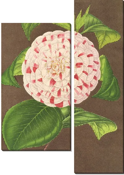 Картина Камелия мадам Вершафффельт (1854-1896)