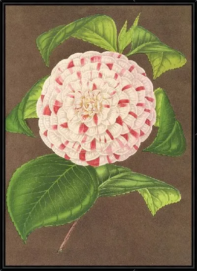 Картина Камелия мадам Вершафффельт (1854-1896)