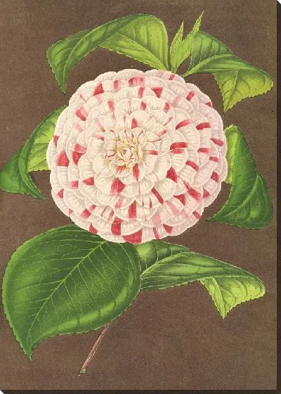 Картина Камелия мадам Вершафффельт (1854-1896)