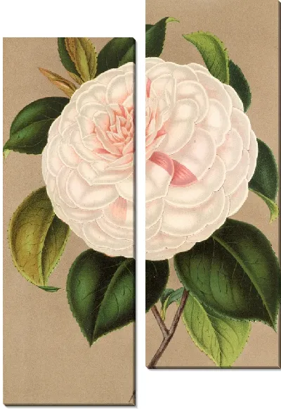 Картина Камелия мадам Каше (1854-1896)