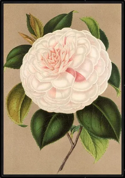 Картина Камелия мадам Каше (1854-1896)