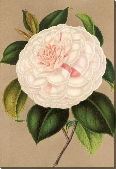Картина Камелия мадам Каше (1854-1896)
