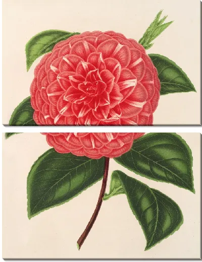 Картина Камелия мадам Рудольф Абель (1854-1896)