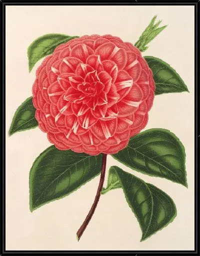 Картина Камелия мадам Рудольф Абель (1854-1896)