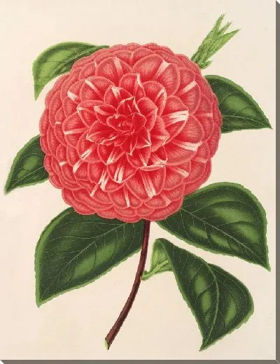 Картина Камелия мадам Рудольф Абель (1854-1896)