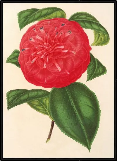 Картина Камелия Марианна Таленти (1854-1896)