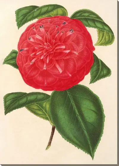 Картина Камелия Марианна Таленти (1854-1896)