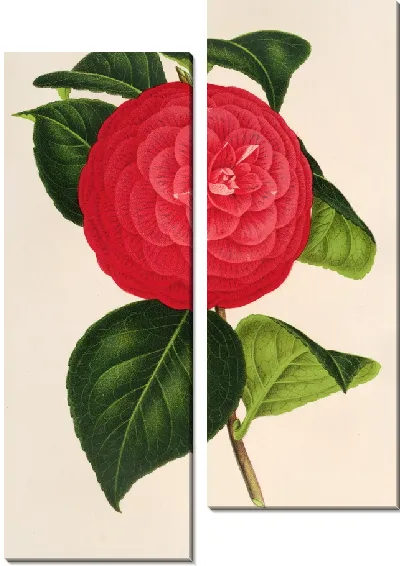 Картина Камелия Маркиза Давиа (1854-1896)