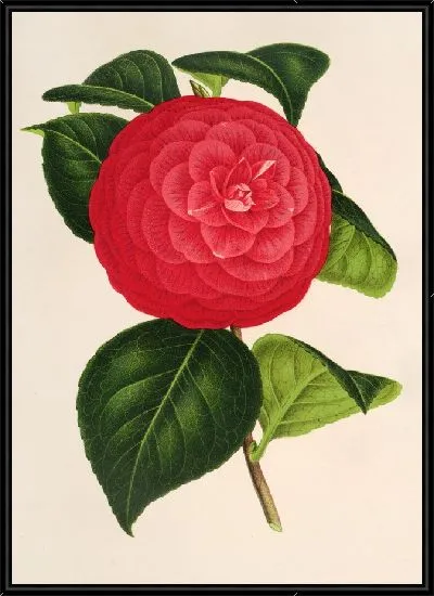 Картина Камелия Маркиза Давиа (1854-1896)