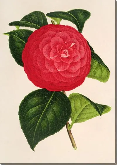 Картина Камелия Маркиза Давиа (1854-1896)