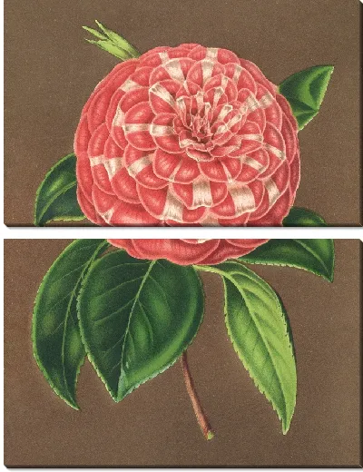 Картина Камелия Маттео Мальфино (гибр.) (1854-1896)