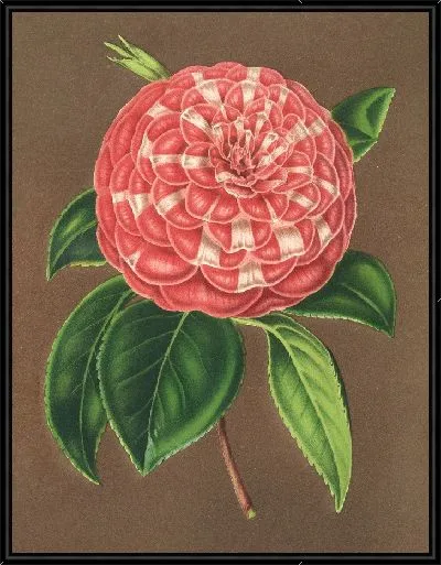 Картина Камелия Маттео Мальфино (гибр.) (1854-1896)