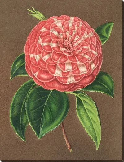 Картина Камелия Маттео Мальфино (гибр.) (1854-1896)