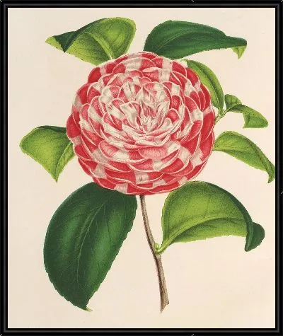 Картина Камелия Наззари (1854-1896)