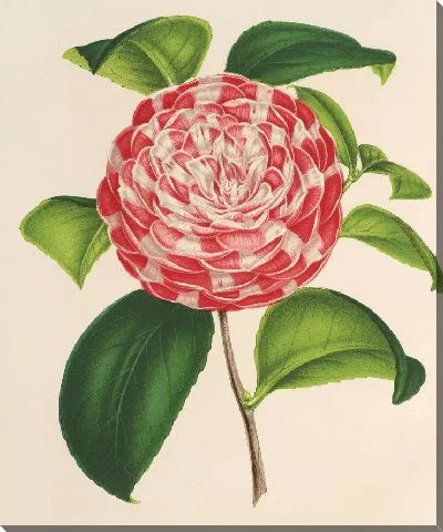 Картина Камелия Наззари (1854-1896)