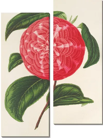 Картина Камелия Нинфа дель Тебро (1854-1896)