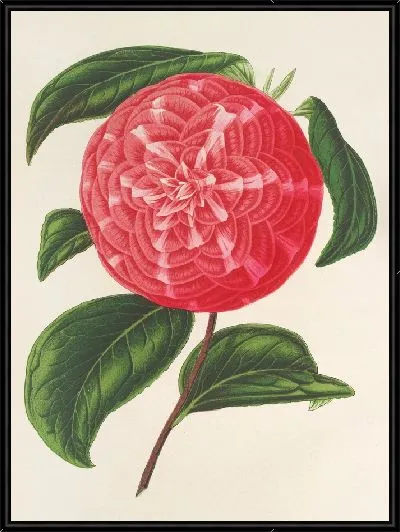 Картина Камелия Нинфа дель Тебро (1854-1896)