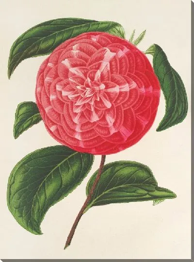 Картина Камелия Нинфа дель Тебро (1854-1896)