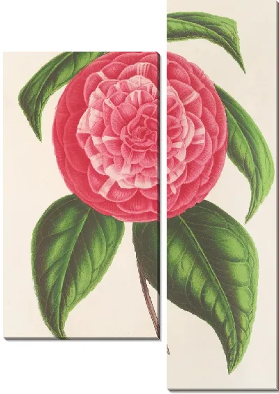 Картина Камелия Петацци (1854-1896)